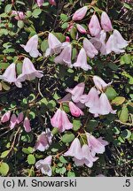 Rhododendron williamsianum (różanecznik Williamsa)