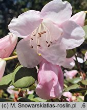 Rhododendron williamsianum (różanecznik Williamsa)