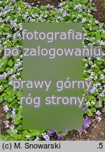 Viola sororia (fiołek motylkowaty)