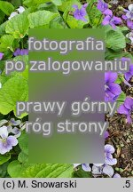 Viola sororia (fiołek motylkowaty)