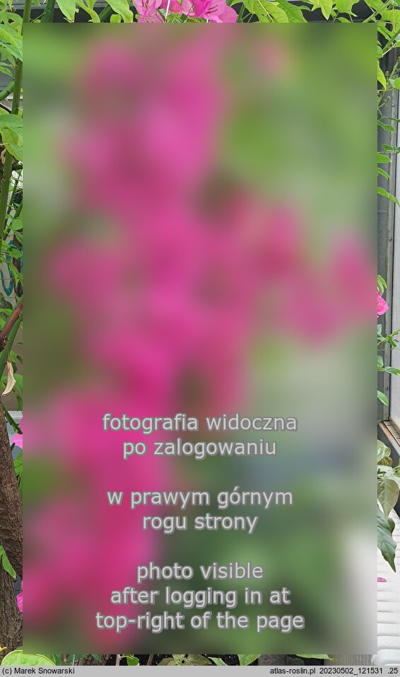 Bougainvillea glabra (bugenwilla gładka)