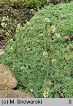 Saxifraga cochlearis (skalnica łyżkolistna)