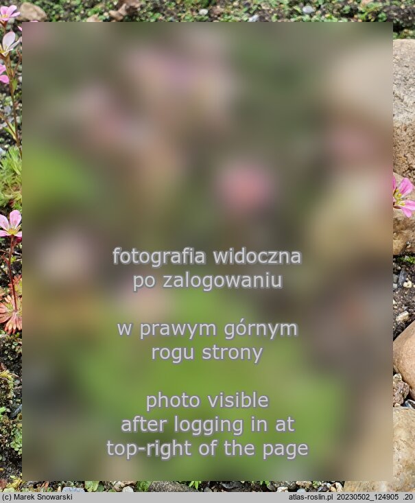 Saxifraga rosacea (skalnica różyczkowa)