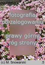 Saxifraga rosacea (skalnica różyczkowa)
