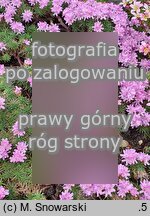 Armeria humilis (zawciąg jałowcolistny)