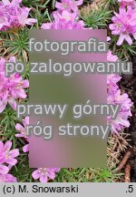 Armeria humilis (zawciąg jałowcolistny)