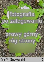 Podophyllum emodi (stopowiec himalajski)