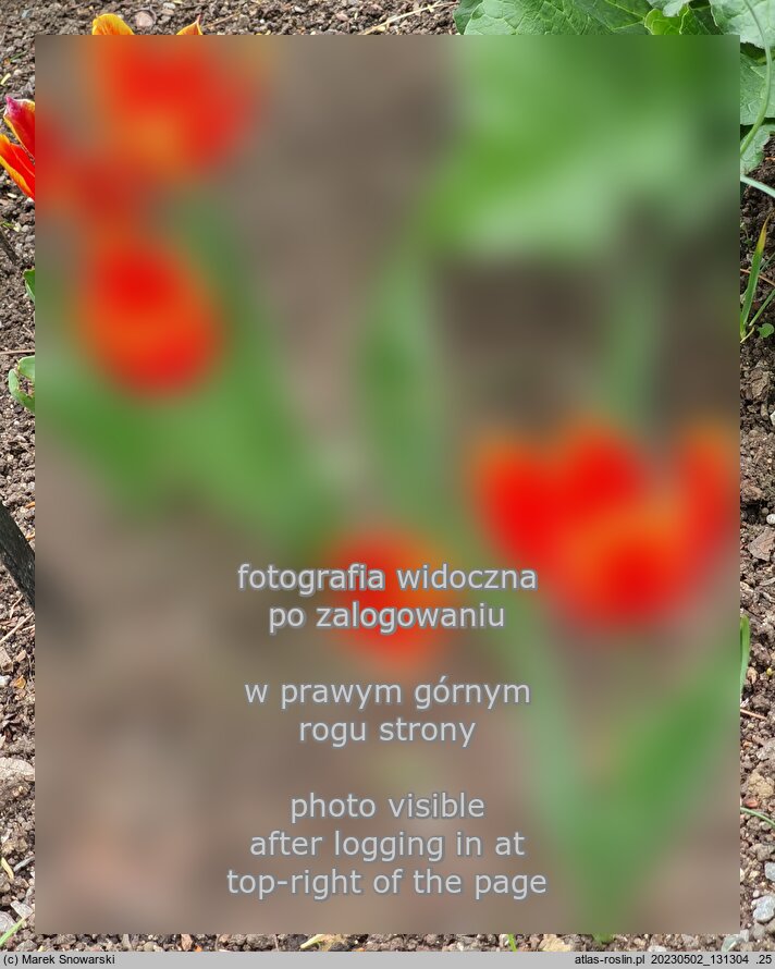 Tulipa suaveolens (tulipan pachnący)