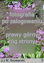 Primula meadia (bożykwiat Meada)