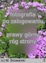 Phlox douglasii (płomyk Douglasa)