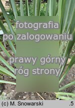 Phormium tenax (tęgosz mocny)