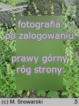 Stachys iva (czyściec iwa)