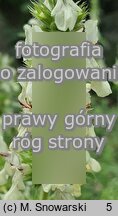 Stachys iva (czyściec iwa)