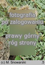 Antennaria parviflora (ukwap drobnokwiatowy)