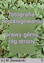 Antennaria parviflora (ukwap drobnokwiatowy)