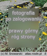 Achillea thracica (krwawnik tracki)