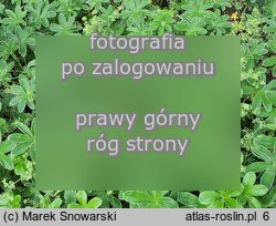 Alchemilla plicatula (przywrotnik fałdkowany)