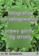 Alchemilla plicatula (przywrotnik fałdkowany)