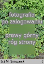 Alchemilla bulgarica (przywrotnik bułgarski)