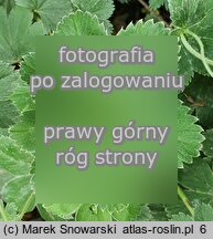 Alchemilla bulgarica (przywrotnik bułgarski)