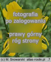 Genista radiata (janowiec promienisty)