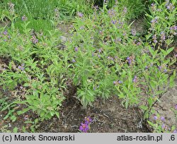 Salvia officinalis (szałwia lekarska)