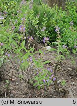 Salvia officinalis (szałwia lekarska)