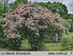 Kolkwitzia amabilis (kolkwicja chińska)