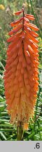 Kniphofia Alcazar