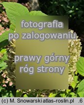 Hydrangea arborescens Candybelle