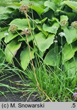 Allium ramosum (czosnek wonny)