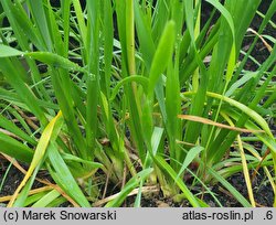 Allium ramosum (czosnek wonny)