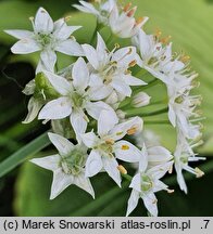 Allium ramosum (czosnek wonny)