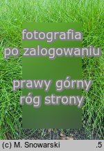 Festuca gautieri (kostrzewa Gautiera)