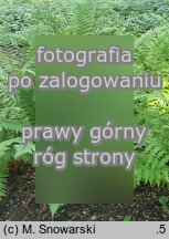 Polystichum setiferum (paprotnik szczecinkozębny)