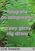 Polystichum setiferum (paprotnik szczecinkozębny)