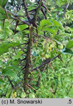 Solanum atropurpureum (psianka purpurowa)