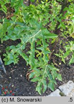 Solanum atropurpureum (psianka purpurowa)