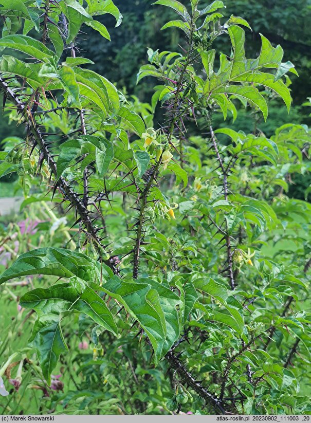 Solanum atropurpureum (psianka purpurowa)