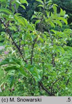 Solanum atropurpureum (psianka purpurowa)