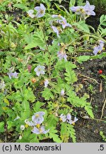 Solanum sisimbriifolium (psianka stuliszolistna)