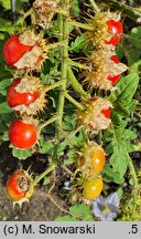 Solanum sisimbriifolium (psianka stuliszolistna)