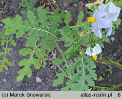 Solanum sisimbriifolium (psianka stuliszolistna)