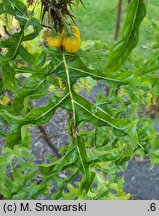 Solanum atropurpureum (psianka purpurowa)