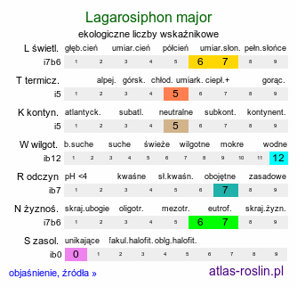 ekologiczne liczby wskaźnikowe Lagarosiphon major (lagarosyfon wielki)