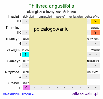 ekologiczne liczby wskaźnikowe Phillyrea angustifolia (filirea wąskolistna)