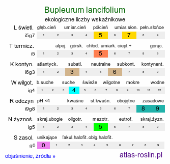 ekologiczne liczby wskaźnikowe Bupleurum lancifolium (przewierceń lancetowaty)