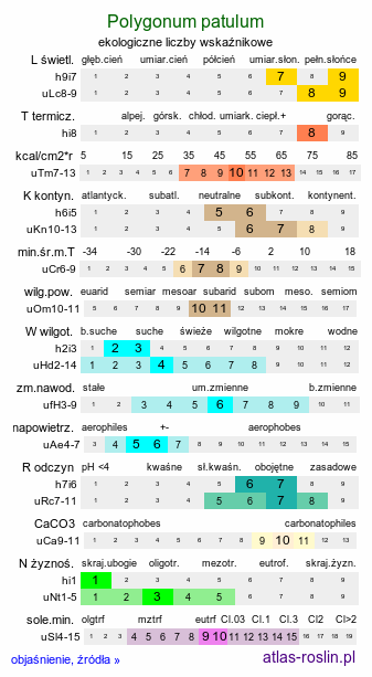 ekologiczne liczby wskaźnikowe Polygonum patulum (rdest rozłożysty)