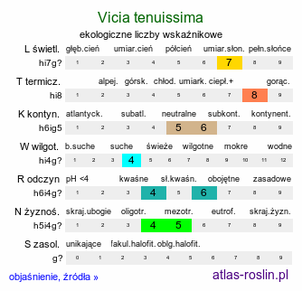 ekologiczne liczby wskaźnikowe Vicia tenuissima (wyka delikatna)