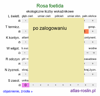 ekologiczne liczby wskaźnikowe Rosa foetida (róża żółta)